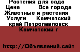 Растения для сада › Цена ­ 200 - Все города Животные и растения » Услуги   . Камчатский край,Петропавловск-Камчатский г.